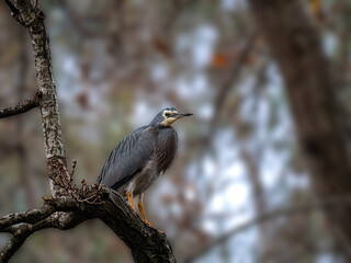 Grey Heron In Tree