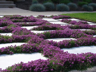 creeping thyme growing in between stepping stones, xeriscape landscape garden