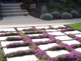 creeping thyme, growing in a patio of concrete pavers, purple flowers, xeriscape