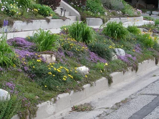 Fototapeten parking strip planted with water wise, drought tolerant plants, flowers and foliage © Katy