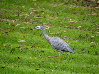Grey Heron Striding