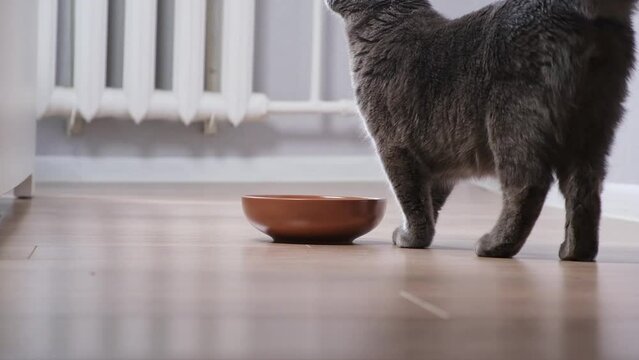 A hungry gray cat walks around the bowl and waits for food.