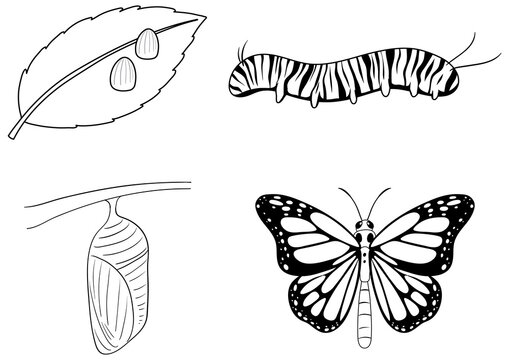 Life Cycle of Monarch Butterfly Doodle