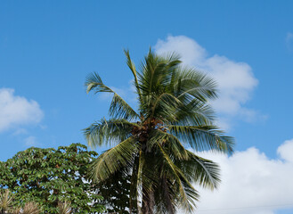 Fototapeta na wymiar Coconut palm leaves in blue sky. Salvador Bahia, Brazil on June 19, 2022