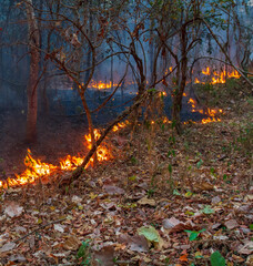 Wildfire disaster in tropical forest caused by human