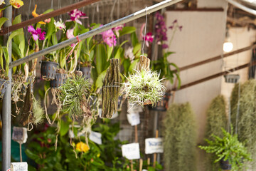 Various plants in a traditional market