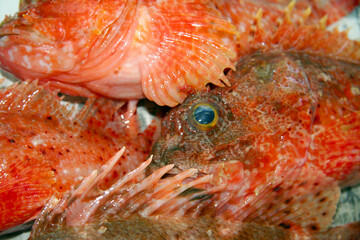 Obraz na płótnie Canvas Few Poisonous Fish style of Hairy stingfish (Onikasago, Scorpaenopsis cirrhosa), lined up texture close up photograhpy.