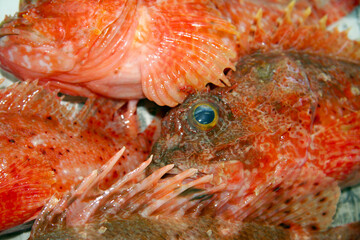 Few Poisonous Fish style of Hairy stingfish (Onikasago, Scorpaenopsis cirrhosa),  lined up texture...