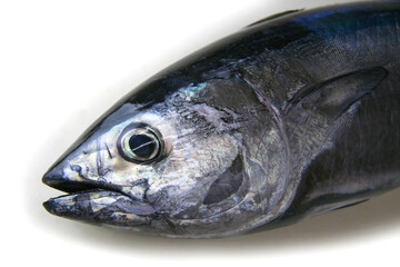 Close-up image of the face of a bluefin tuna on a white background. クロマグロの幼魚「ヨコワ」顔のアップ、白背景。