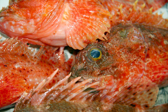 Few Poisonous Fish style of Hairy stingfish (Onikasago, Scorpaenopsis cirrhosa),  lined up texture close up photograhpy.