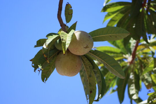 Pouteria campechiana (commonly known as the cupcake fruit or canistel) is an evergreen tree native. The edible part of the tree is its fruit, which is colloquially known as an egg fruit.