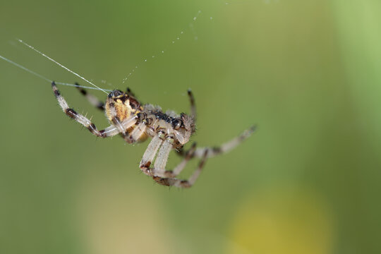 A young garden spider (Araneus) hanging on a thin thread against a green background. The spider is spinning its web. The thread is produced on the abdomen.
