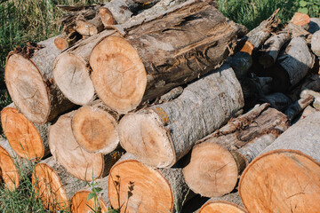 stack of firewood trunks of felled coniferous trees.