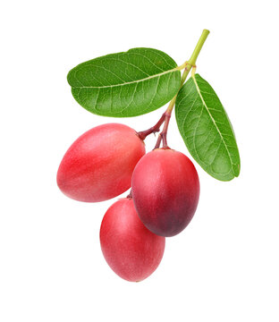 Carissa carandas (Karanda ,Carunda, Karonda, Koromcha) fruits isolated on white background. Clipping path.