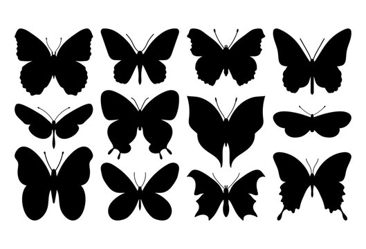 Butterfly. Bundle of template isolated on a white background