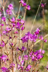 Obraz premium Rhododendron ledebourii blooming season, gorgeous pink purple delicate flowers on maral bush