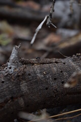 insecto negro sobre corteza de árbol
