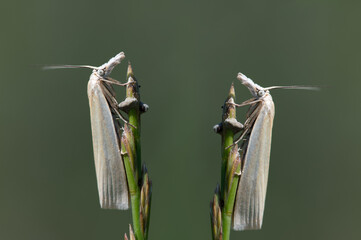 Two white warblers (Crambus perlella), white small insects that look like butterflies, sit opposite each other on blades of grass and reflect each other.