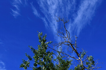 Tree, blue sky and feathery clouds