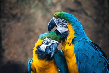 blue and yellow macaw