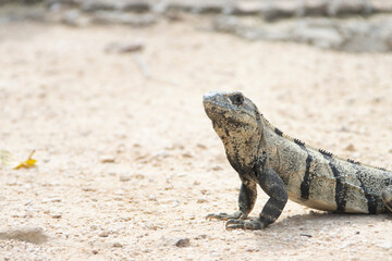 iguanas en TULUM MEXICO
