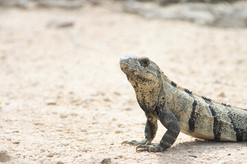 iguanas en TULUM MEXICO