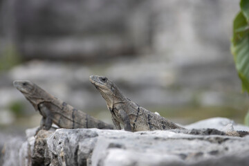 iguanas en TULUM MEXICO