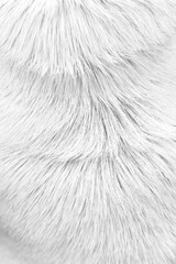 Fur dog texture with smooth wave patterns , animal hair background