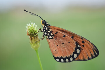 Plain Tiger Butterfly, orange butterfly, clinging to the flower in nature.
