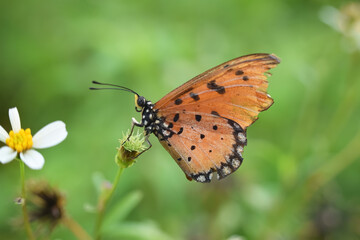 Plain Tiger Butterfly, orange butterfly, clinging to the flower in nature.
