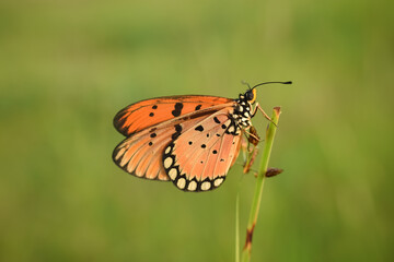 Fototapeta na wymiar Plain Tiger Butterfly, orange butterfly, clinging to the flower in nature. 