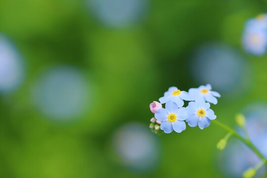 勿忘草 Images Browse 523 Stock Photos Vectors And Video Adobe Stock