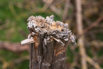 the top of an old wooden post