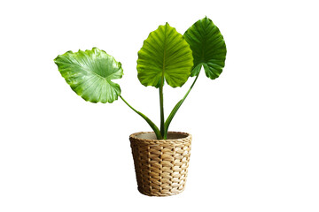 Alocasia macrorrhizos planted in pots,on white background with path line, wicker baskets