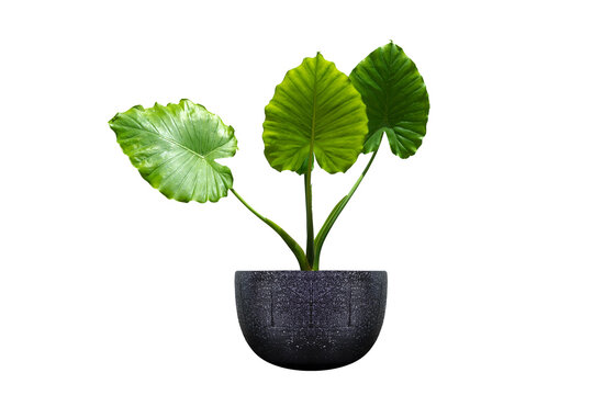 Alocasia macrorrhizos planted in pots,on white background with path line, black marble pot