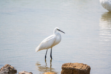 The small white heron or Little egret stands in the lake
