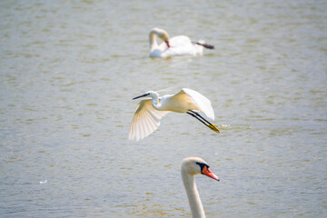 The flight of the little egret or Small White Heron.