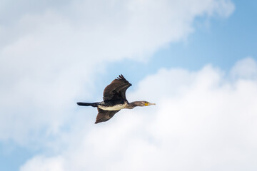 Black Cormorant flying in blue sky. The great cormorant, Phalacrocorax carbo
