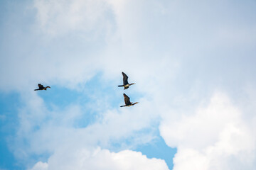 Three Black Cormorants flying in blue sky. The great cormorant, Phalacrocorax carbo