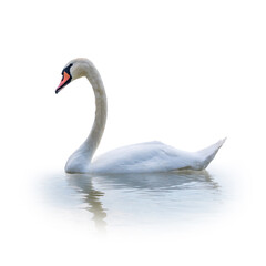 Graceful white Swan swimming in the lake, isolated on white background. Portrait of a white swan swimming on a lake.