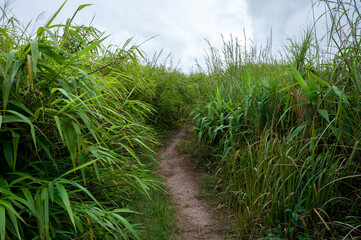 Fototapeta premium Hiking trails on the grassy mountains.