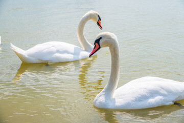 Naklejka na ściany i meble Two Graceful white Swans swimming in the lake, swans in the wild