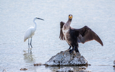 Small white heron, or Little egret, Egretta garzetta, and Great cormorant, Phalacrocorax carbo, sitting on a cliff and looking for fish in shallow water