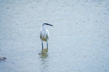The small white heron or Little egret stands in the lake