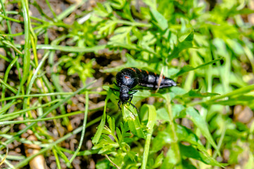 Berberomeloe majalis, the red-striped oil beetle. Macrophotography with selective focus on the head, narrow depth of field with blurred background. Overhead view of the insect climbing green grass.