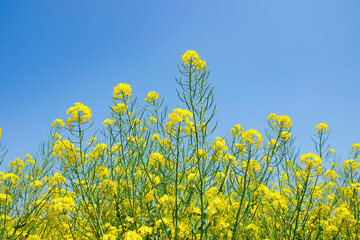 菜の花畑