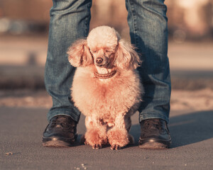 a beautiful miniature toy poodle dog sits at the feet of its owner with its eyes closed, walking at sunset