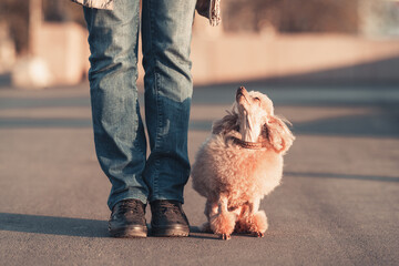 a beautiful miniature toy poodle dog is sitting at the feet of its owner, walking at sunset