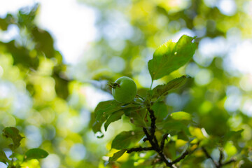 Young born green fruit apples on a tree branch.