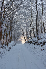Fototapeta na wymiar Road in the winter forest.